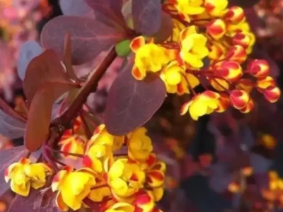 Барбарис средний «Red jewel» 3Л