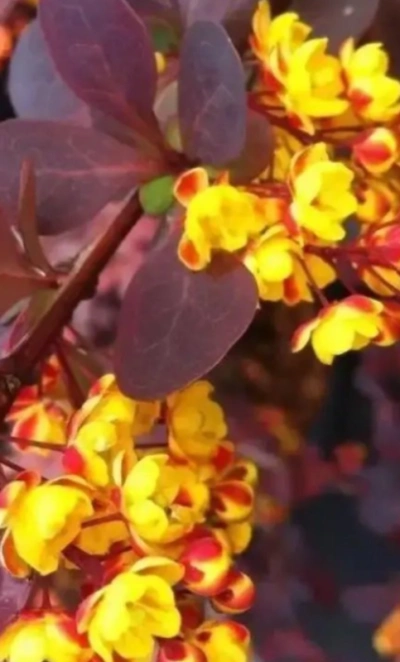 Барбарис средний «Red jewel» 3Л