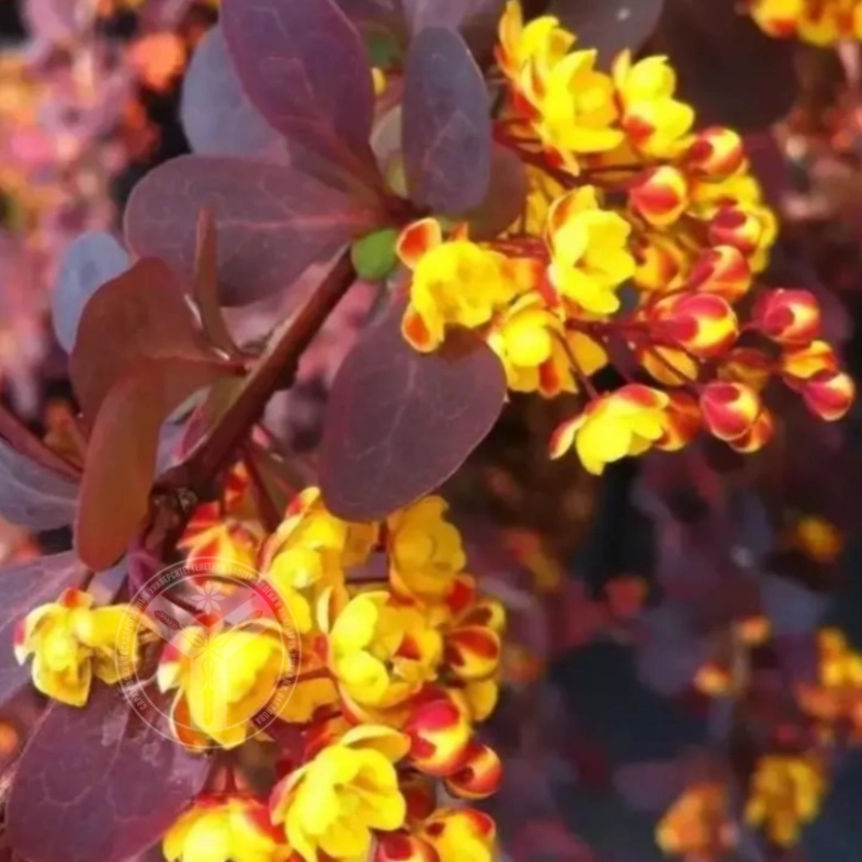 Барбарис средний &laquo;Red jewel&raquo; 3Л