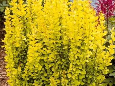 Барбарис тунберга «Green carper» 3Л