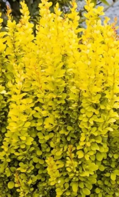 Барбарис тунберга «Green carper» 3Л