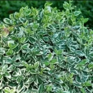 Бересклет форчуна &laquo;Emerald Gaiety&raquo; 3Л 0