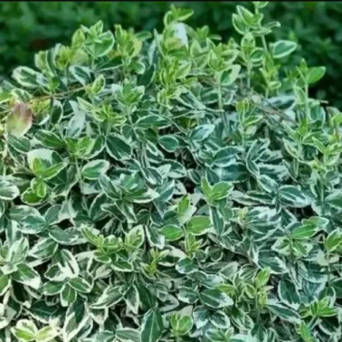 Бересклет форчуна «Emerald Gaiety» 3Л