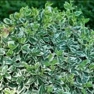 Бересклет форчуна «Emerald Gaiety» 3Л