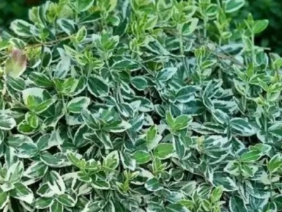 Бересклет форчуна «Emerald Gaiety» 3Л