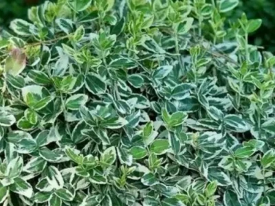 Бересклет форчуна «Emerald Gaiety» 3Л