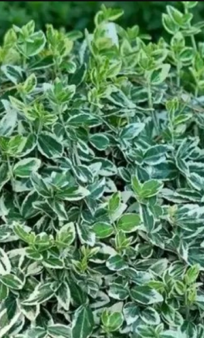 Бересклет форчуна «Emerald Gaiety» 3Л