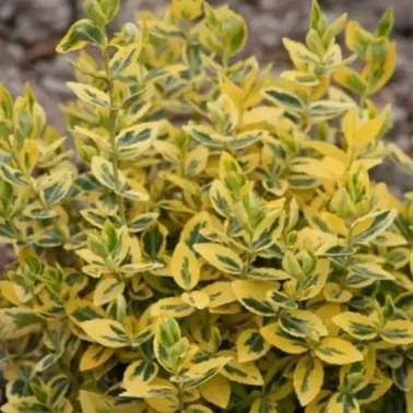 Бересклет форчуна «Emerald*n Gold» 3Л