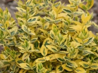 Бересклет форчуна «Emerald*n Gold» 3Л