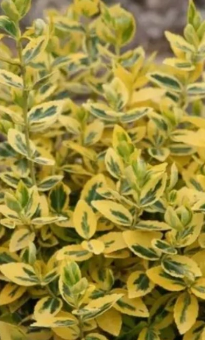 Бересклет форчуна «Emerald*n Gold» 3Л