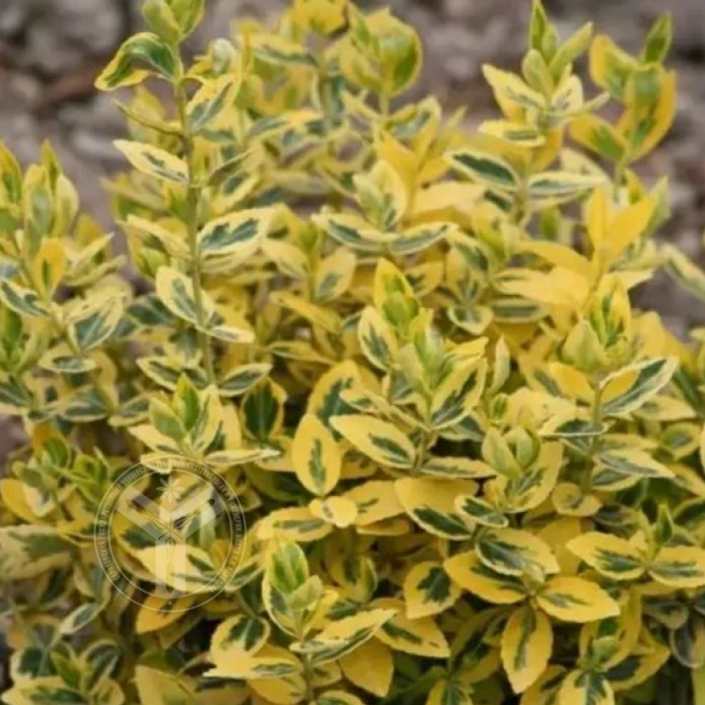 Бересклет форчуна &laquo;Emerald*n Gold&raquo; 3Л