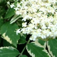 Бузина кистевидная &laquo;Plumosa Aurea&raquo; 3Л 0