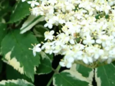 Бузина кистевидная «Plumosa Aurea» 3Л