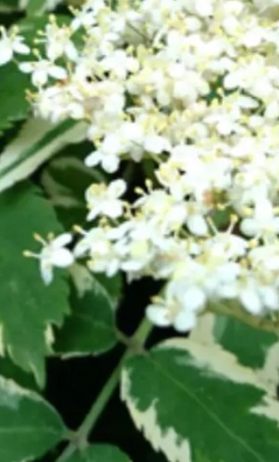 Бузина кистевидная «Plumosa Aurea» 3Л