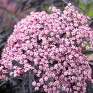 Бузина черная &laquo;Guincho Purple&raquo; 3Л 0