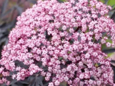 Бузина черная «Guincho Purple» 3Л