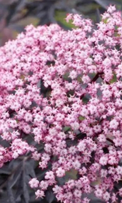 Бузина черная «Guincho Purple» 3Л
