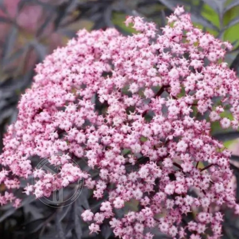 Бузина черная &laquo;Guincho Purple&raquo; 3Л
