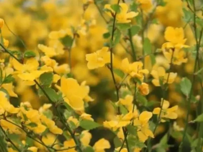 Керия японская «Golden Guinea» 3Л
