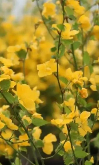 Керия японская «Golden Guinea» 3Л