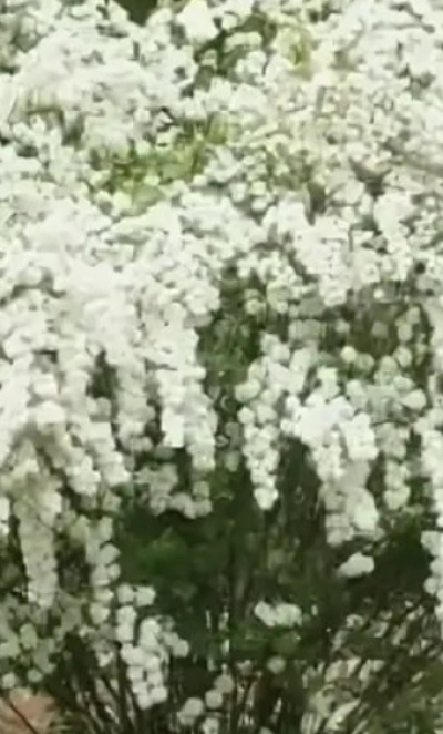 Спирея Вангута 3Л