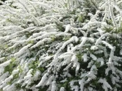 Спирея серая Грефшайм 3Л