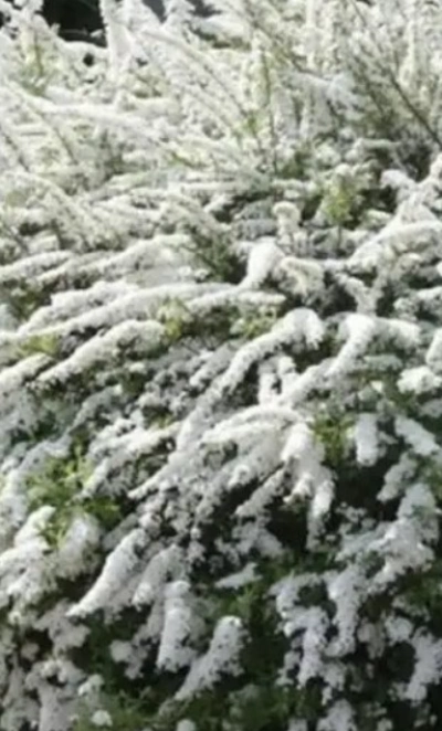 Спирея серая Грефшайм 3Л
