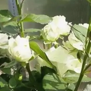 Аваланж белая 3л 0