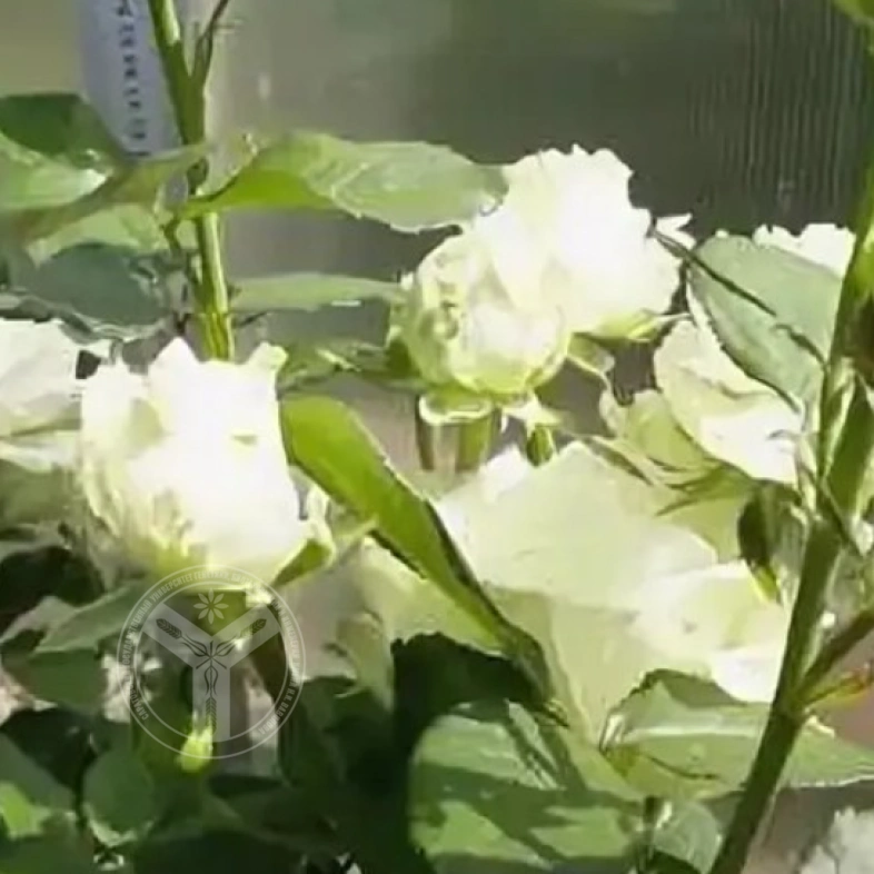 Аваланж белая 3л