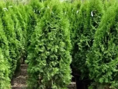 Туя западная Смарагд Вариегатта 3л