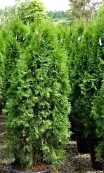 Туя западная Смарагд Вариегатта 3л