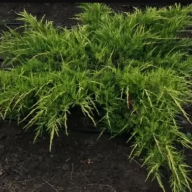 Можжевельник средний Pfizeriana Aurea 3л