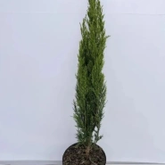 Можжевельник китайский Спартан 3л 0