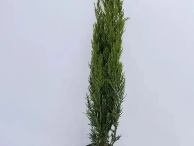 Можжевельник китайский Спартан 3л