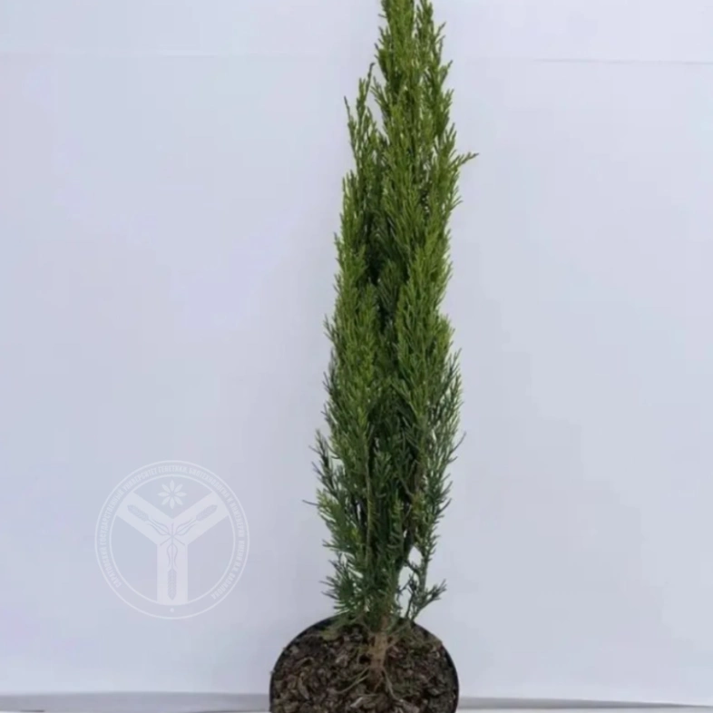 Можжевельник китайский Спартан 3л