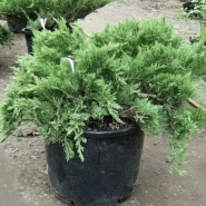 Можжевельник  казацкий( костровой) 3л 0
