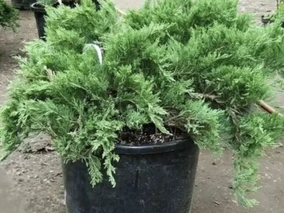 Можжевельник  казацкий( костровой) 3л