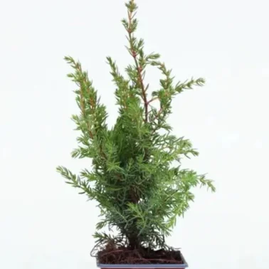 Можжевельник обыкновенный juniperus communis 3л