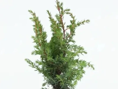 Можжевельник обыкновенный juniperus communis 3л