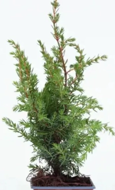 Можжевельник обыкновенный juniperus communis 3л