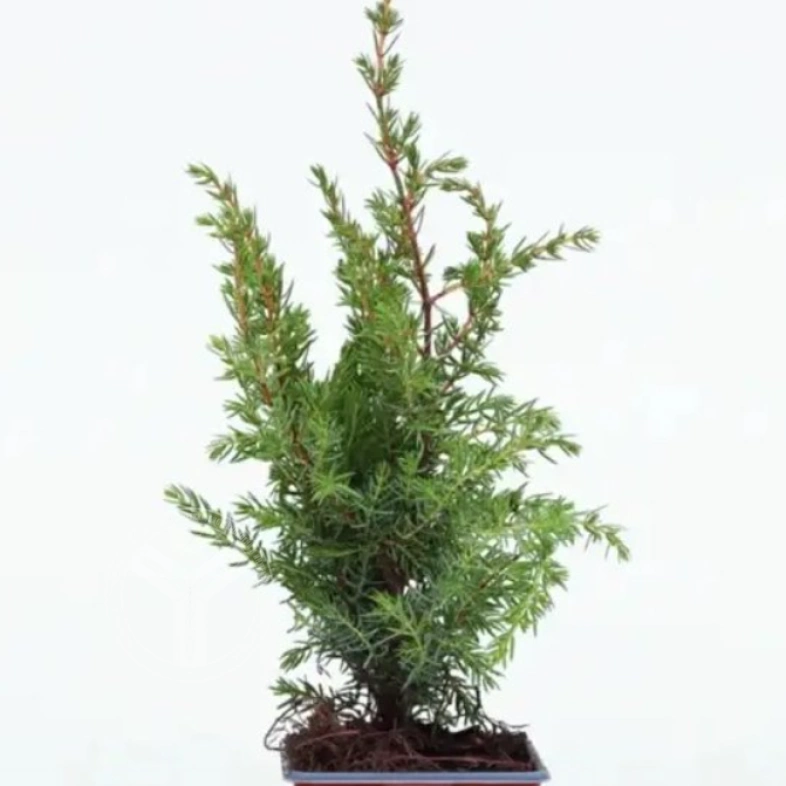 Можжевельник обыкновенный juniperus communis 3л