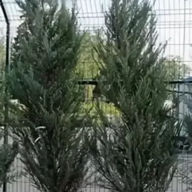Можжевельник виргинский глаука 3л