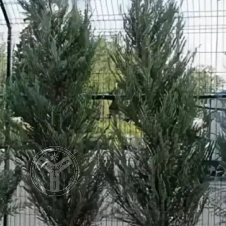 Можжевельник виргинский глаука 3л