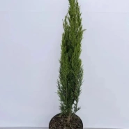 Можжевельник китайский Спартан 5л, 1-1,2 м 0