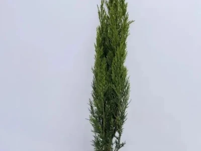 Можжевельник китайский Спартан 5л, 1-1,2 м