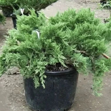 Можжевельник  казацкий( костровой) 5л до 1м