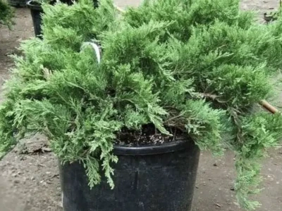 Можжевельник  казацкий( костровой) 5л до 1м