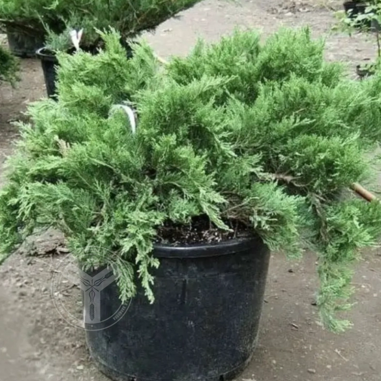 Можжевельник  казацкий( костровой) 5л до 1м