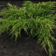 Можжевельник средний Pfizeriana Aurea 5л до 1м 0