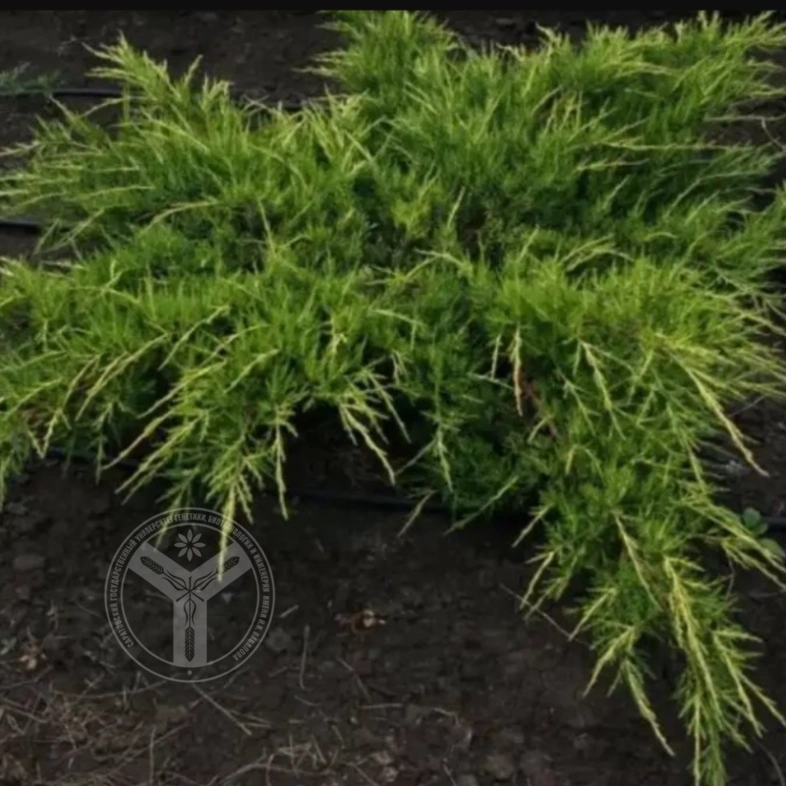 Можжевельник средний Pfizeriana Aurea 5л до 1м